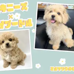 【 MIX 】レアなMIX犬ペキプーちゃん!成長の様子を大公開!