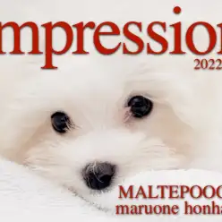 【 MIX 子犬 】生後108日で驚異の体重875gのマルプー！