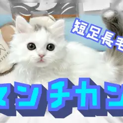 【 マンチカン 】希少な長毛短足マンチカン！クリッカートレーニングを始めてみた