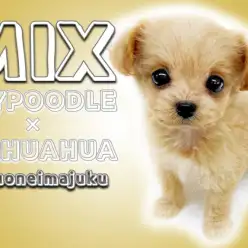 【 MIX犬 】トイプードルとチワワのMIX！手乗りサイズのアイドル全開な女の子