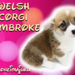 【 コーギー 】レッド＆ホワイトの短足ガール！極上の癒しポイント4つのご紹介！