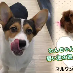 【 お役立て情報 】ワンちゃんとの真夏の過ごし方スペシャル！