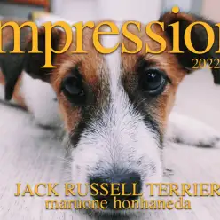 【 ジャックラッセルテリア 】独身男性にもマッチする素晴らしき生後6ヶ月の相棒犬