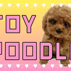 【 トイプードル 女の子 】10年に1頭の逸材！ズバ抜けポイント4を見逃すな！