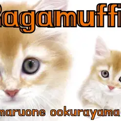 【 ラガマフィン 子猫 】大人気レッドカラー！環境馴れはピカイチ！