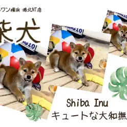 【 柴犬 】愛嬌たっぷりの大和撫子！2ヶ月の柴子さん