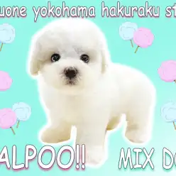 【 MIX 】わたあめの様な純白で抜群の触り心地！人気犬種筆頭のマルプー！