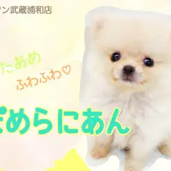 【 白ポメラニアン 】人が好きすぎる癒し系男子！手のひらサイズのわたあめ犬