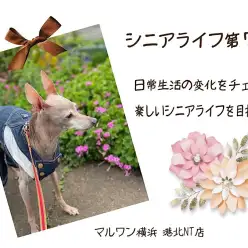 【 お役立て情報 】シニア犬の気をつけたい日常を解決しちゃおう