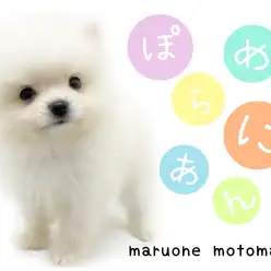 【 ポメラニアン 】純白の被毛でアザラシみたい？ポメラニアン降臨！