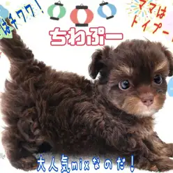 【 MIX・ちわぷー 】ちびっこふわふわ!懐かしのこぐまのぬいぐるみ感満載!