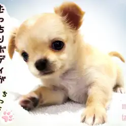 【 チワワ 】ビジュアルよし！ 抱き心地よし！性格よし！むっちりボディの癒し系！