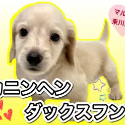 【 カニンヘンダックスフント 】太陽の様に明るいイエローカラー！天真爛漫ダックス