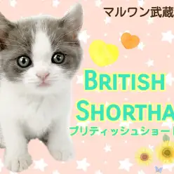 【 ブリティッシュショートヘア 】ハチワレ好き必見！！超美形！甘えん坊な男の子