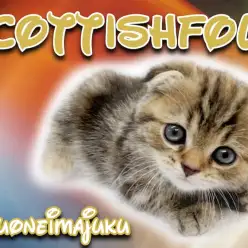 【 スコティッシュフォールド 】垂れ耳・丸顔・目ヂカラ最強の甘えん坊な女の子！