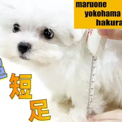 【 マルチーズ 】生後60日で750g！神奈川No.1の短さ、僅か5cmの超短足