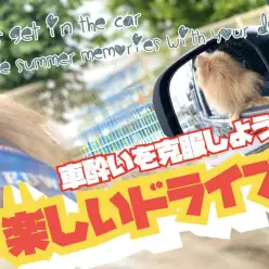 【 車酔い 】車酔いを克服して夏休みにドライブを楽しんじゃおう!(松島体験談)