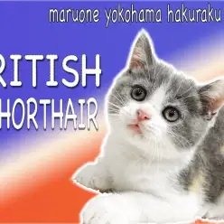 【 ブリティッシュショートヘア 】三毛のレアカラー！個性豊かで温和な性格の女の子