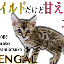 【 ベンガル 】ワイルドな見た目だけど超甘えん坊！ギャップNo.1のヒョウ柄猫！