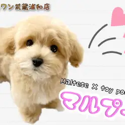 【 マルプー 】飼いやすさナンバーワン！ドワーフ体型の癒し系MIX
