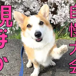 【 イベント告知 】「親ばか自慢大会」うちの子の得意技みてみて！！！