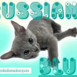 【 ロシアンブルー 】上品で気品溢れる美猫！5つの魅力に迫る！