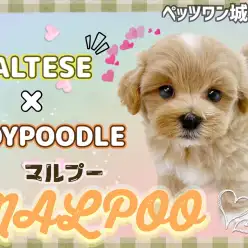 【 MIX 】毛の抜けない＆丸っこいボディで人気No.1のMIX犬