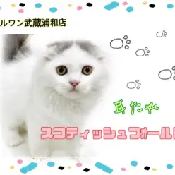 【 スコティッシュフォールド 】人気急上昇!希少な耳たれスコティッシュ!