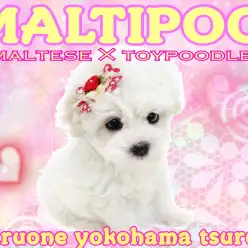 【 MIX マルプー 】マルチーズ×トイプードルから誕生した最強アイドル！