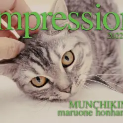 【 マンチカン 】多頭飼いも夢じゃない！超フレンドリーな生後6ヶ月の短足ニャンコ