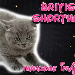 【 ブリティッシュ 】1日3回のご飯が大好きな濃厚ブルーの良血統な温厚男子！