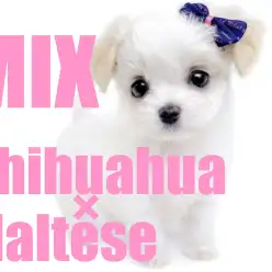 【 チワマル 】父チワワ・母マルチーズのファーストレビュー！