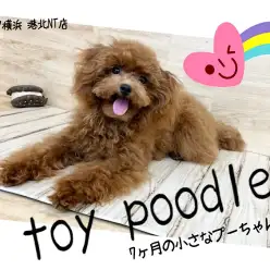 【 トイ・プードル 】7ヶ月タイニーサイズのプッチーガール