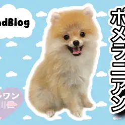 【 ポメラニアン 】生後4ヵ月を迎えたポメ太くんの現在の姿をチェック！