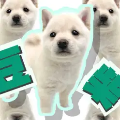 【 豆柴 】希少な白柴登場！尻尾にも種類がある！尻尾で分かる豆柴ちゃんの感情