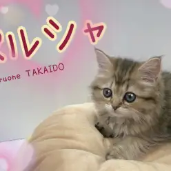 【 ペルシャ 】 とってもむっくり甘えんぼ！ふかふか天使のペルシャが登場！