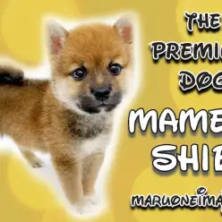 【 豆柴 】生後60日で917g！白い靴下を履いたプレミアムな男の子！