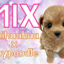 【チワプー】濃いめのアプリコットと優しいタレ目のゲキカワMIXの女の子！