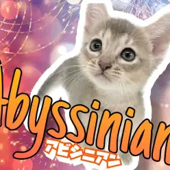 【 アビシニアン 】ワイルドな見た目とは正反対！コミュ力高めの子猫ちゃん