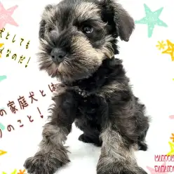 【 ミニチュアシュナウザー 】歴代No.1の甘えんぼ！賢さ抜群！魅力的な室内犬！