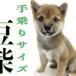 【 豆柴 】生後2ヶ月で体重800g台、手乗りサイズの小柄さから放つ抜群の存在感