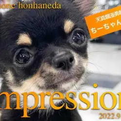 【ロングコートチワワ 】物怖じしない小さな勇敢！性格ナイスガイを特集！