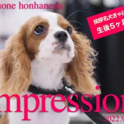 【  ホンハネルーティーン 】生後5ヶ月を迎えたキャバリアブレンハイムの生活風景