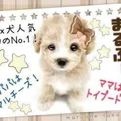 【 Mix犬 】Mix犬不動の人気NO.1！究極のぬいぐるみわんこがやって来た！
