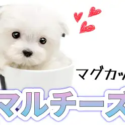 【 マルチーズ 】マルワンプレミアム！生後62日で323gの極小マルチーズくん