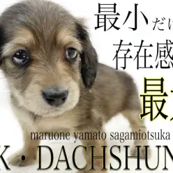 【 カニンヘンダックスフント 】生後60日で体重598g！小柄だけど存在感抜群！