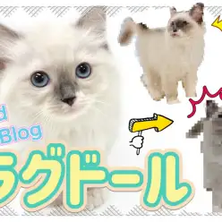 【 ラグドール 】生後4ヶ月を迎えた超甘えん坊ラグちゃんのその後に注目