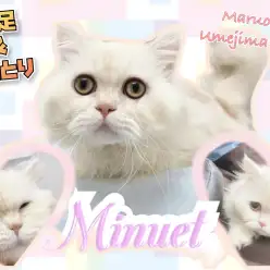 【 ミヌエット 】短足×ベチャ顔が魅了的!梅島店1のまったりさん