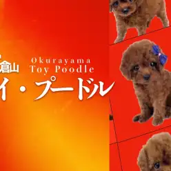 【 トイ・プードル 子犬 】史上最高峰のレッドカラーの呼び声高き乙女！