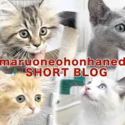 【 ホンハネS-BLOG 】本羽田店のニャンズは甘えん坊が勢揃いなんだニャン！